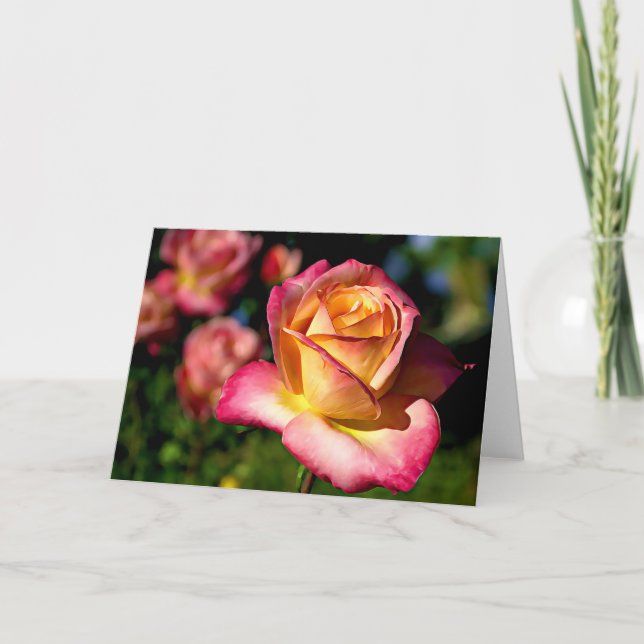 Carte Joseph's Coat Rose Scripture Card Isaïe 26:3 (Devant)