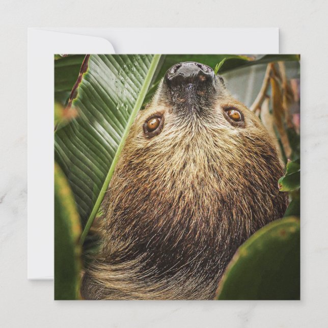 Carte Jote Sloth Holiday (Devant)