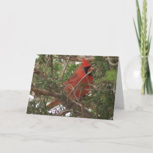 Carte Jour cardinal et merveilleux masculin