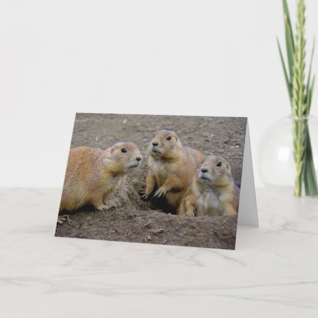 Carte Jour de Groundhog (Devant)