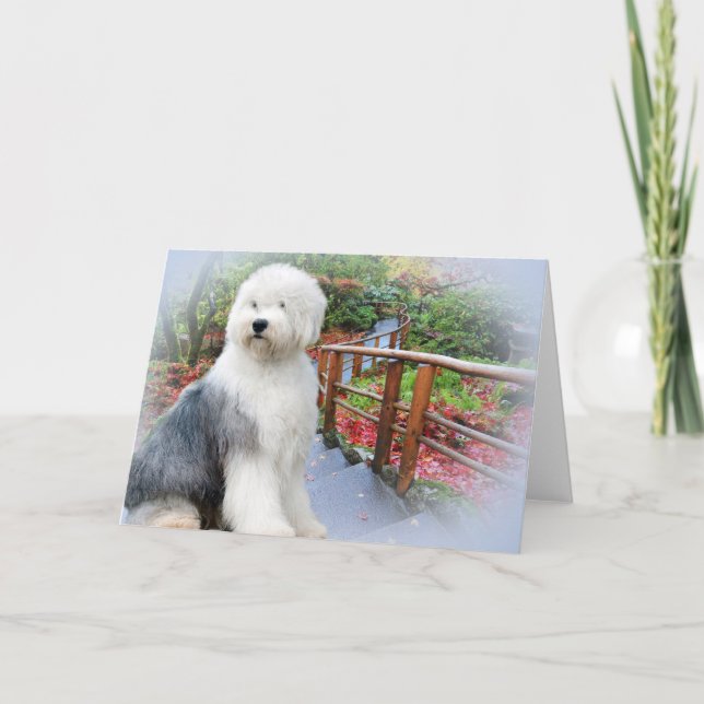 Carte Jour du printemps pour les chiens de mouton anglai (Devant)