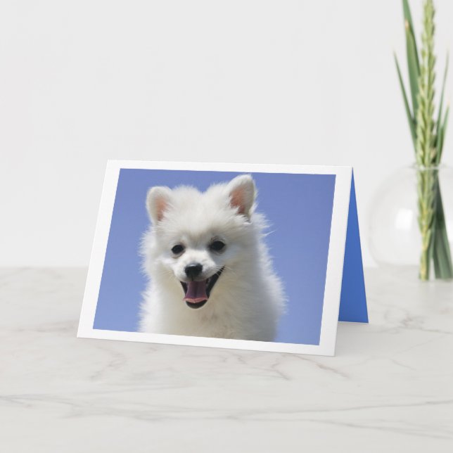 Carte Joyeux Anniversaire American Eskimo Puppy Dog Card (Devant)
