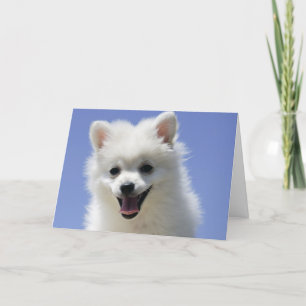 Carte Joyeux Anniversaire American Eskimo Puppy Dog Card