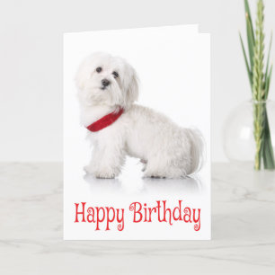Carte Joyeux Anniversaire Bichon Frise Chien Chien Chien