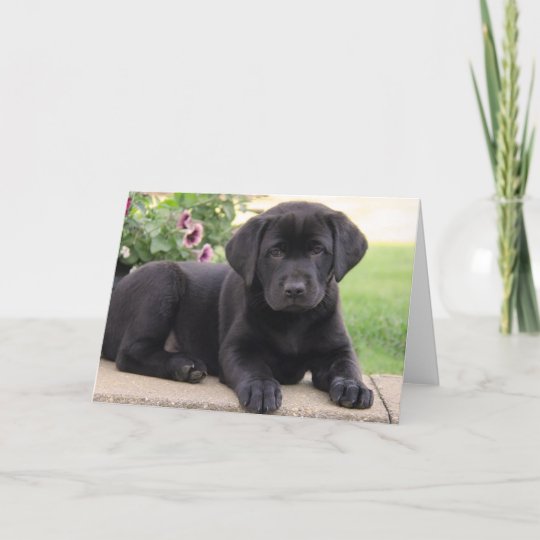 Carte Joyeux Anniversaire Black Labrador Retriever Chien Zazzle Fr