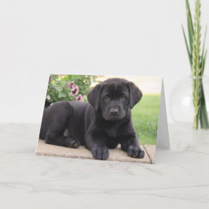 Carte Joyeux anniversaire Black Labrador Retriever Chien