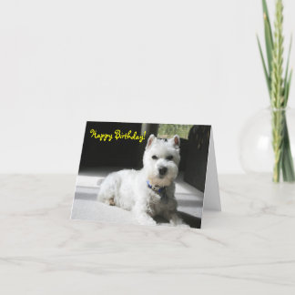 Carte Joyeux anniversaire, blanc, mini Schnauzer