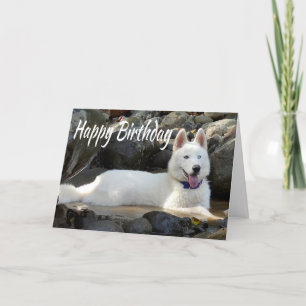 Carte Joyeux Anniversaire Blanc Sibérien Husky Chien chi