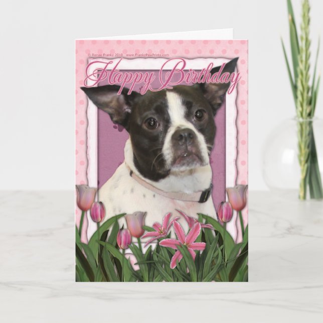 Carte Joyeux anniversaire - Boston et Rat terrier - Jazy (Devant)