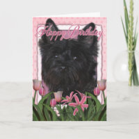 Joyeux anniversaire - cairn Terrier - Rosco