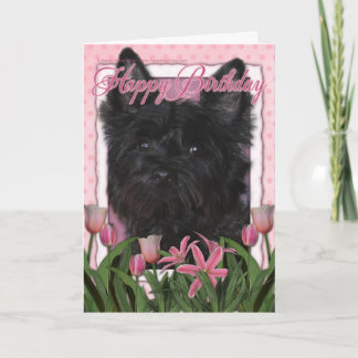 Carte Joyeux anniversaire - cairn Terrier - Rosco