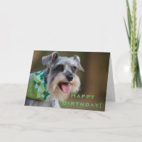 Joyeux anniversaire chanceux de Schnauzer