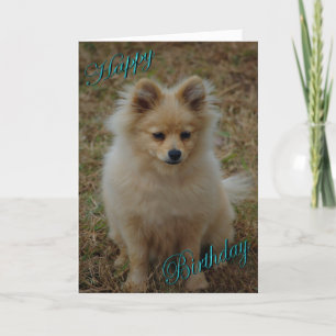 Carte Joyeux anniversaire Chien Poméranie voeux d'annive