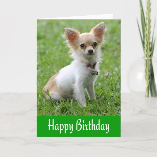 Carte Joyeux Anniversaire Chihuahua Puppy Green Greeting Zazzle Fr