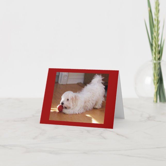 Carte Joyeux anniversaire - chiot de Havanese (Devant)