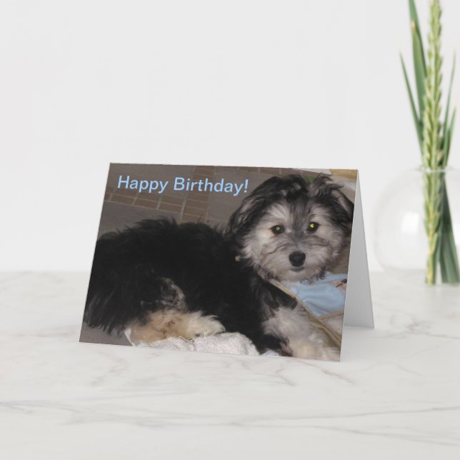 Carte Joyeux Anniversaire Chiot Secouru Havanais (Devant)
