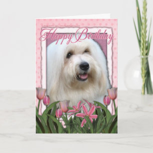 Carte Joyeux anniversaire - Coton de Tulear