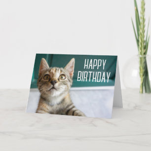 Carte Joyeux anniversaire Cute Tabby Kitten