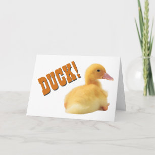 Cartes Humour Canard D Anniversaire Zazzle Fr