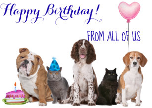 Cartes Chien Chat D Anniversaire Zazzle Fr