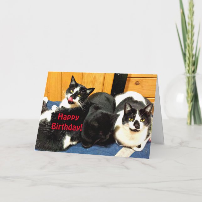 Carte Joyeux anniversaire de votre collection de chats - (Devant)
