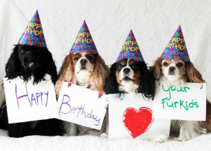 Cadeaux Cavalier King Charles Birthday Zazzle Fr