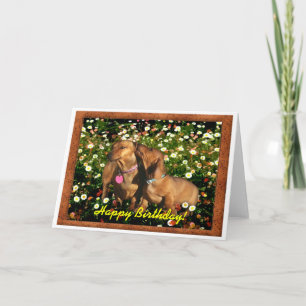 Carte Joyeux anniversaire des Dachshunds !