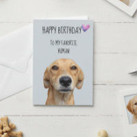 Joyeux Anniversaire du Chien à l'Humain Préféré