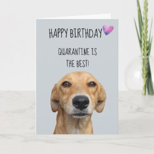 Carte Joyeux Anniversaire Du Chien Quarantine Covid-19