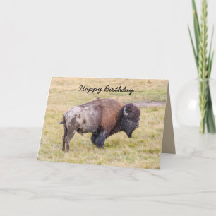 Carte Joyeux anniversaire, Dusty Bison Bull Humour