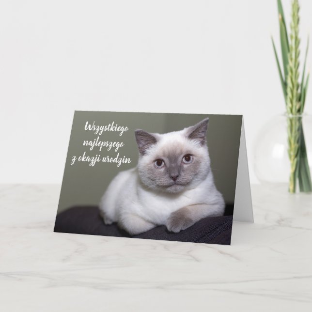 Carte Joyeux anniversaire en polonais mignon chat blanc  (Devant)
