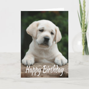 Carte Joyeux Anniversaire Jaune Labrador Retriever Chien