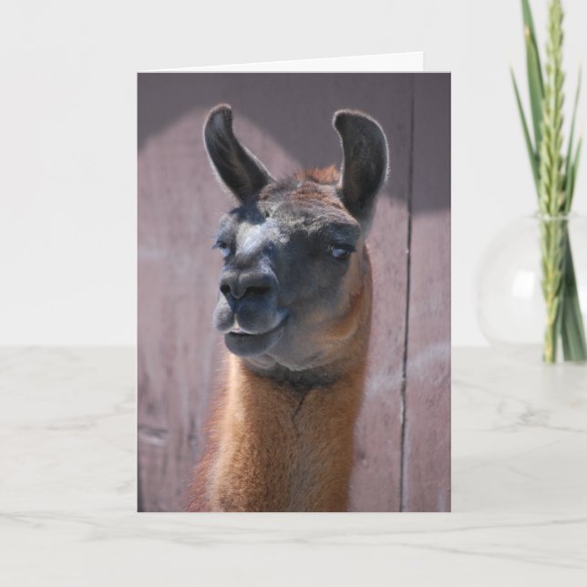 Carte Joyeux Anniversaire Llama (Devant)