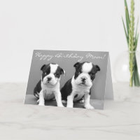 Joyeux anniversaire Maman Boston Terrier Puppies c