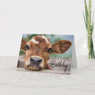 Carte Joyeux anniversaire   Petite vache