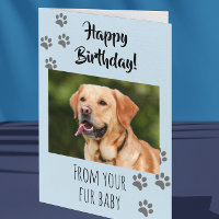 Joyeux Anniversaire Photo Chien Chat Animal de Com