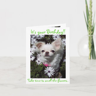 Carte Joyeux anniversaire pour des chiens