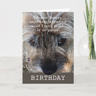Carte Joyeux anniversaire, terrier de frontière
