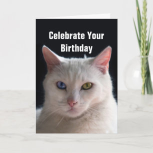 Carte Joyeux Anniversaire turc Angora Chat