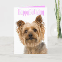 Joyeux Anniversaire Yorkshire Terrier Chien Chien 
