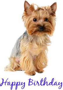 Cartes Terrier Yorkshire D Anniversaire Zazzle Fr Cartes Terrier Yorkshire D Anniversaire Zazzle Fr