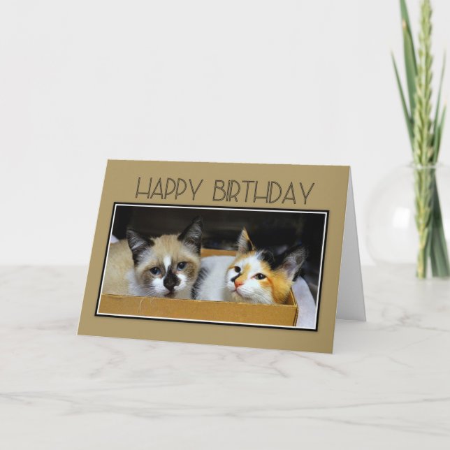 Carte Joyeux chatons d'anniversaire dans une boîte (Devant)