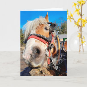 Carte Joyeux Cheval Amical Anniversaire