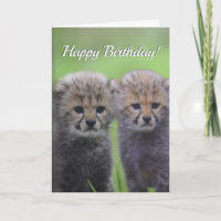 Joyeux Cute Cheetah Sibling Cubs