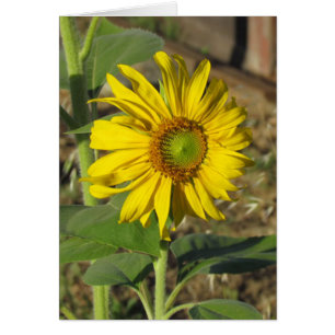 Carte - Joyeux tournesol