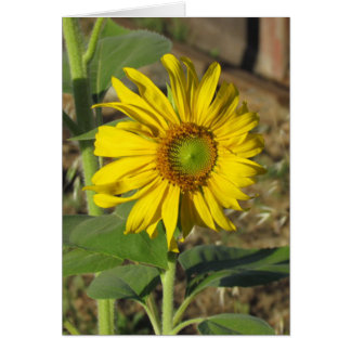 Carte - Joyeux tournesol