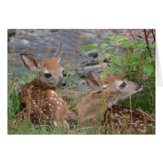 Carte jumelle de Bambi (Devant horizontal)