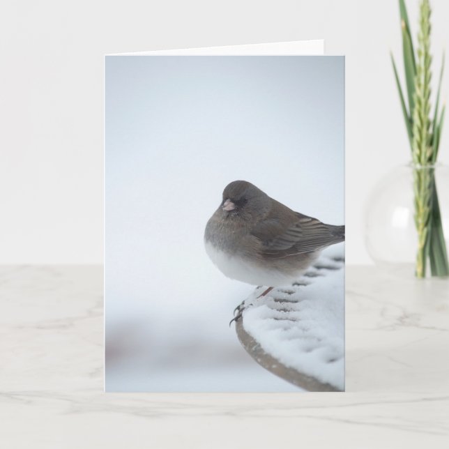 Carte Junco d'hiver (Devant)