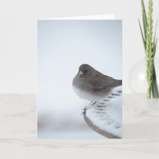Carte Junco d'hiver