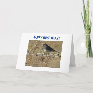 Carte Junco Foncé-eyed et Barbwire, JOYEUX ANNIVERSAIRE